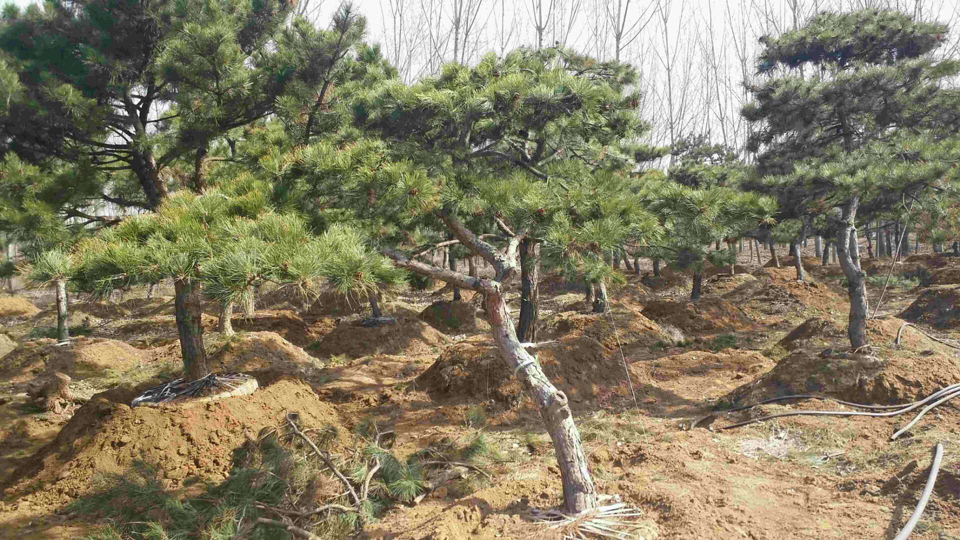 造型松树如何移栽成活率才能有保障？―山东造型松