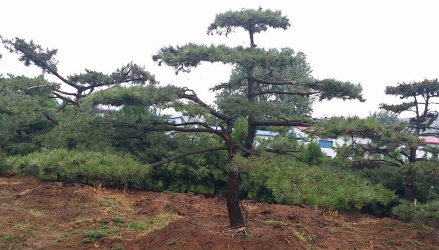 精品造型松推荐 山东