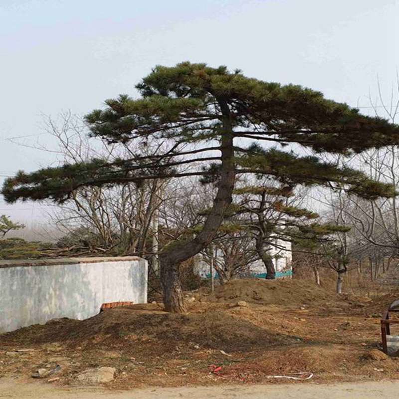 天津造型油松价格|天
